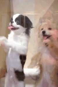 Baby GIF. Dieren Bulldog Puppy Baby Geloof Frans Gifs Hond  Jumping Gemengd Sprong Groeien Vertrouwen 