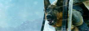Honden GIF. Dieren Call of duty Gifs Hond Call of duty ghosts 