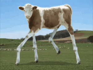 Koe GIF. Dieren Koe Ziekte Gifs 