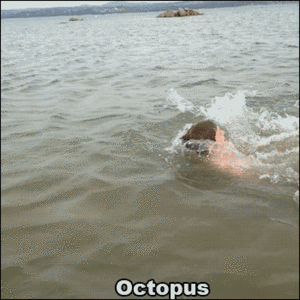 Krab GIF. Dieren Dolfijn Zee Krab Gifs Octopus 