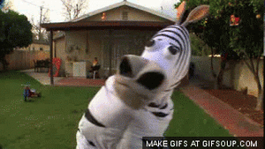 Zebra GIF. Dieren Zebra Tv Gifs 