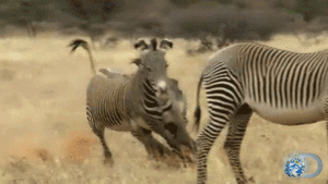 Zebra GIF. Dieren Zebra Beroemdheden Gifs 