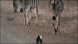 Zebra GIF. Dieren Zebra Gifs Das 