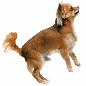 Honden plaatjes Chihuahua 