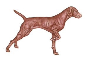Honden plaatjes Jachthond 