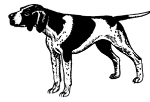 Honden plaatjes Jachthond 