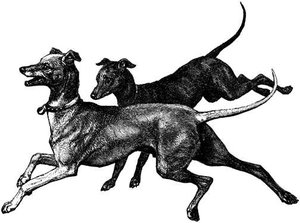 Honden plaatjes Zwart wit honden 