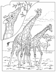 Giraffe Kleurplaat. Kleurplaten Giraffe Dieren kleurplaten 
