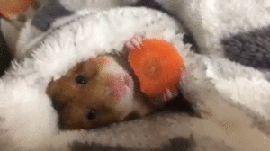 Hamster GIF. Dieren Hamster Gifs 