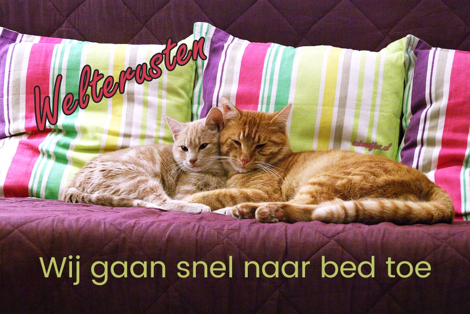Katten Welterusten Facebook plaatjes Wij gaan snel naar bed toe 