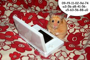 Plaatjes Funny hamsters 