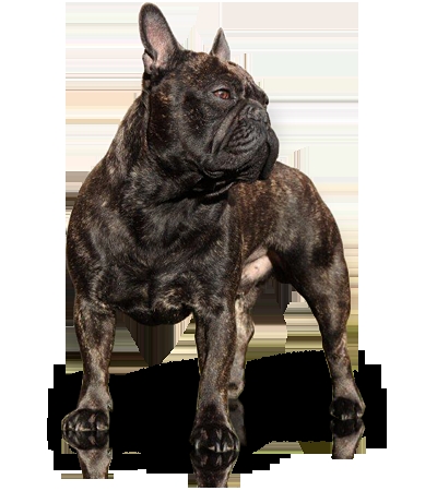 Honden Plaatjes Zwarte Bulldog