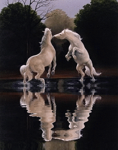 Paarden Plaatjes Mooie Witte Paarden Met Water