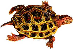 Reptielen Plaatjes Wandelende Schildpad