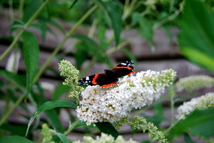 Vlinders Plaatjes Atalanta Vlinder Achtergrond