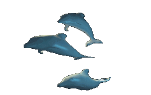 Dolfijn Vissen plaatjes 3 Zwemmende Dolfijnen
