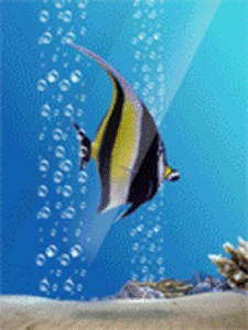Vissen plaatjes Tropische vissen 