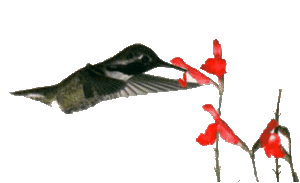 Vogel plaatjes Kolibrie 