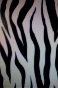 Zebra Wallpapers Iphone 