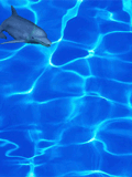Dolfijn Vissen plaatjes Dolfijn,