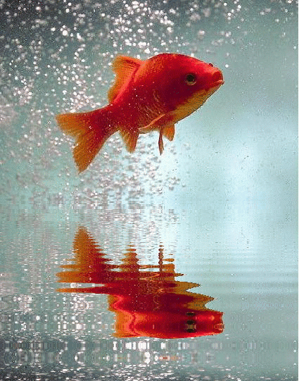 Afbeeldingsresultaat voor gif "goudvissen"