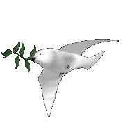 Duiven Vogel plaatjes Witte Vrede Duif