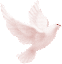 Duiven Vogel plaatjes Vredesduif Witte Duiven