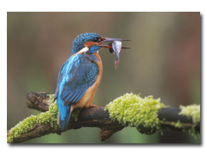 Vogel plaatjes Ijsvogel 