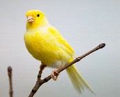 Vogel plaatjes Kanarie 