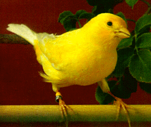 Vogel plaatjes Kanarie Gele Kanarie Op Stok