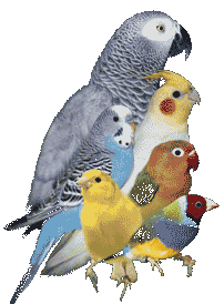 Papegaaien Vogel plaatjes 
