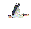 Vogel plaatjes Pelikanen 
