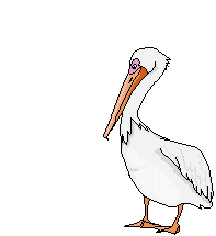 Vogel plaatjes Pelikanen  Vis Rood Pelikaan