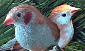 Vogel plaatjes Zwartkopsijs 