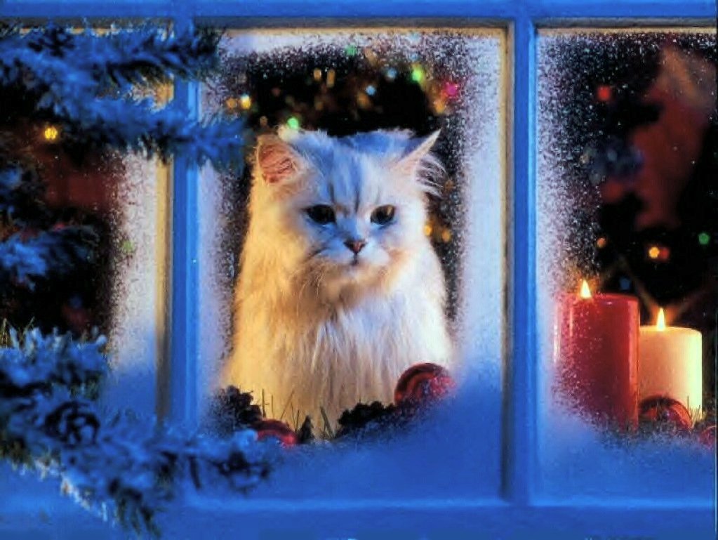 http://www.animaatjes.nl/wallpapers/iphone/kerst/animaatjes-kerst-60900.jpg