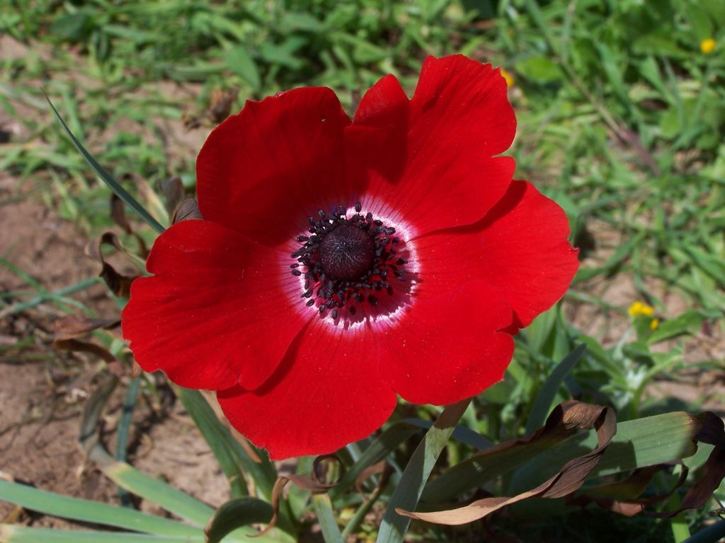 Achtergronden Anemonen 