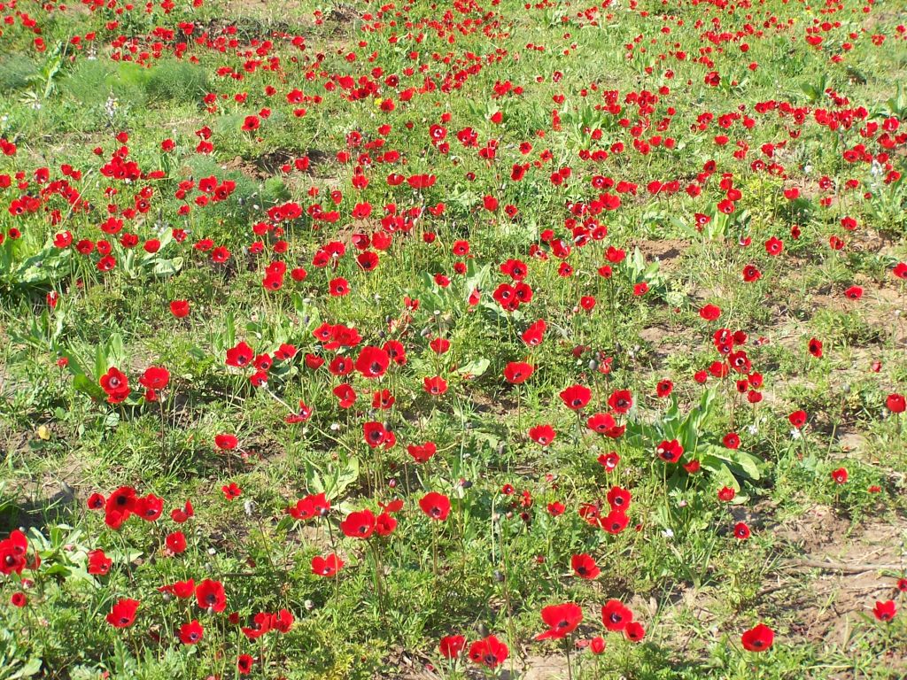 Achtergronden Anemonen 