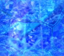 Achtergronden Blauw 