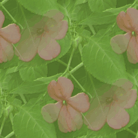 Bloemen Achtergronden 