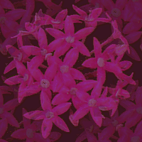 Bloemen Achtergronden 