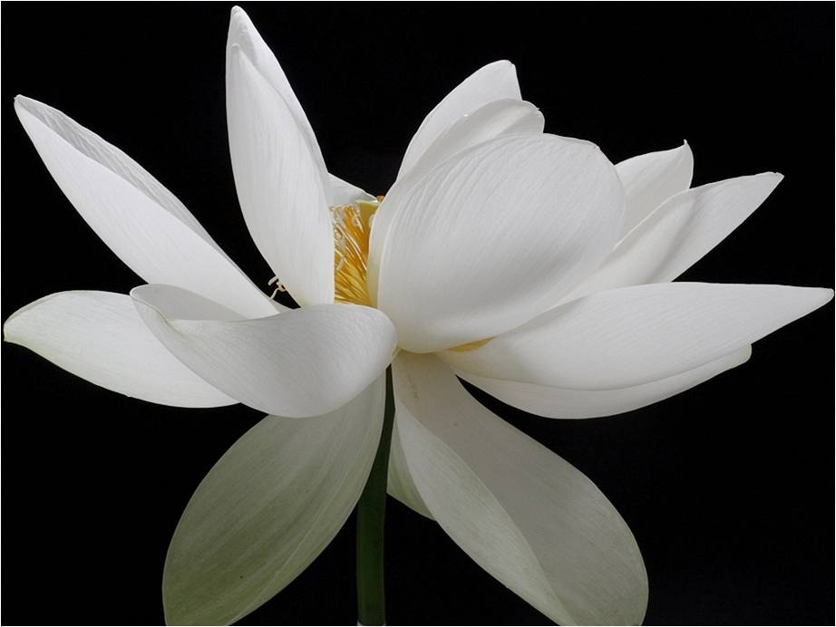 Bloemen Achtergronden 