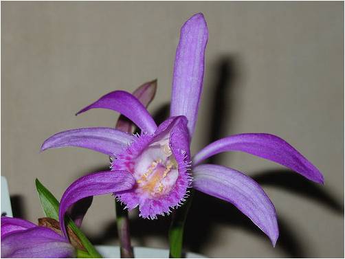 Bloemen Achtergronden 