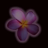 Bloemen Achtergronden 