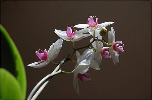 Bloemen Achtergronden 