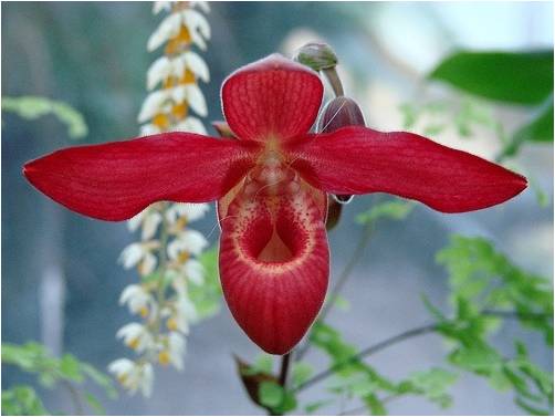 Bloemen Achtergronden 