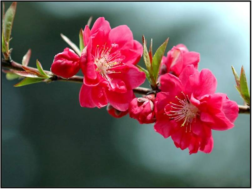 Bloemen Achtergronden 