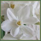 Bloemen Achtergronden 