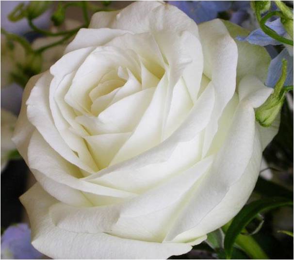 Bloemen Achtergronden 