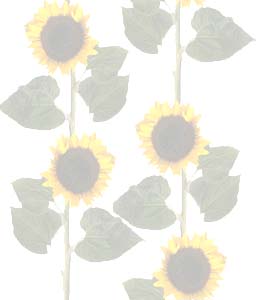 Bloemen Achtergronden 