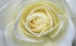 Bloemen Achtergronden 
